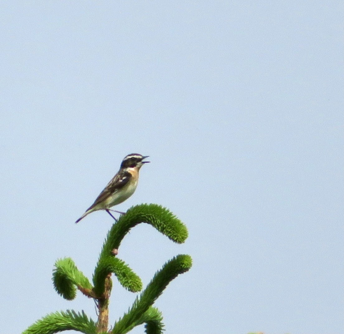 Whinchat - ML349138581