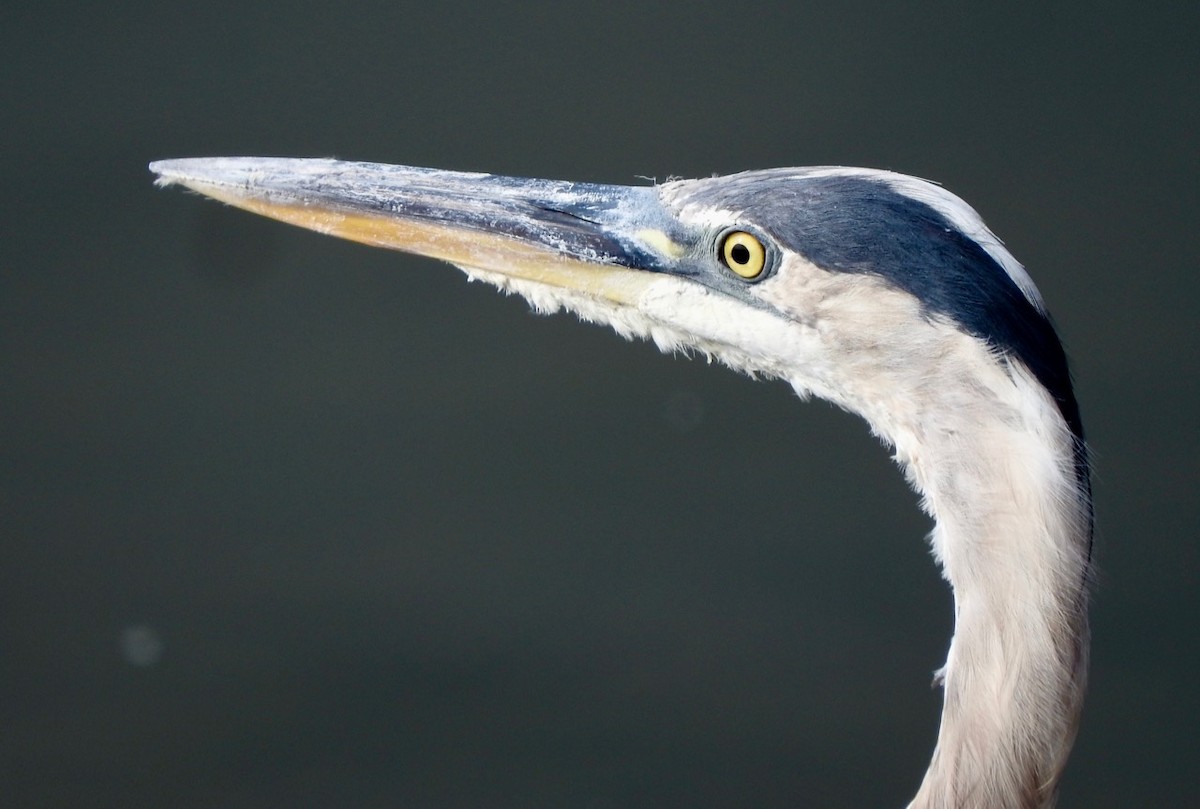 Great Blue Heron - ML349141081