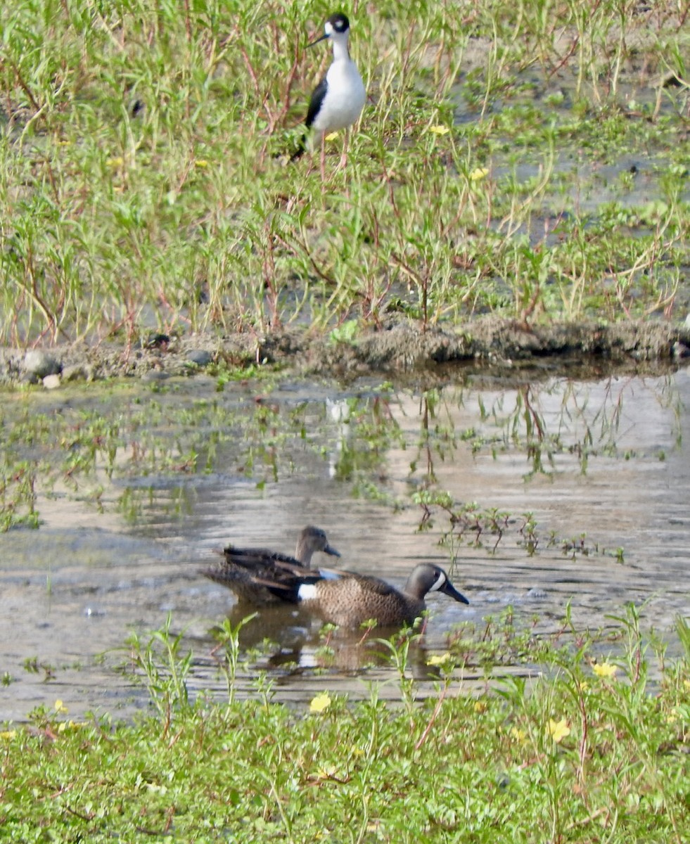 Blue-winged Teal - Kurt Wahl