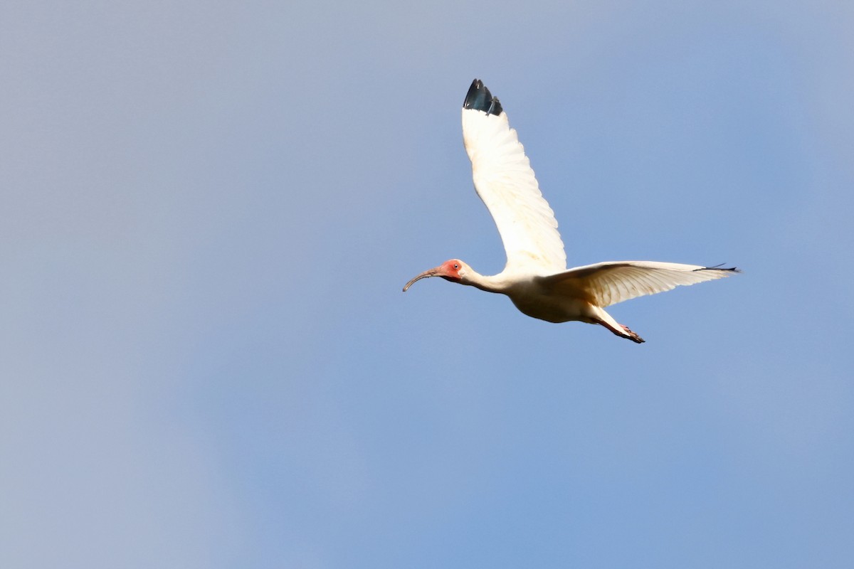 White Ibis - Brent Cox