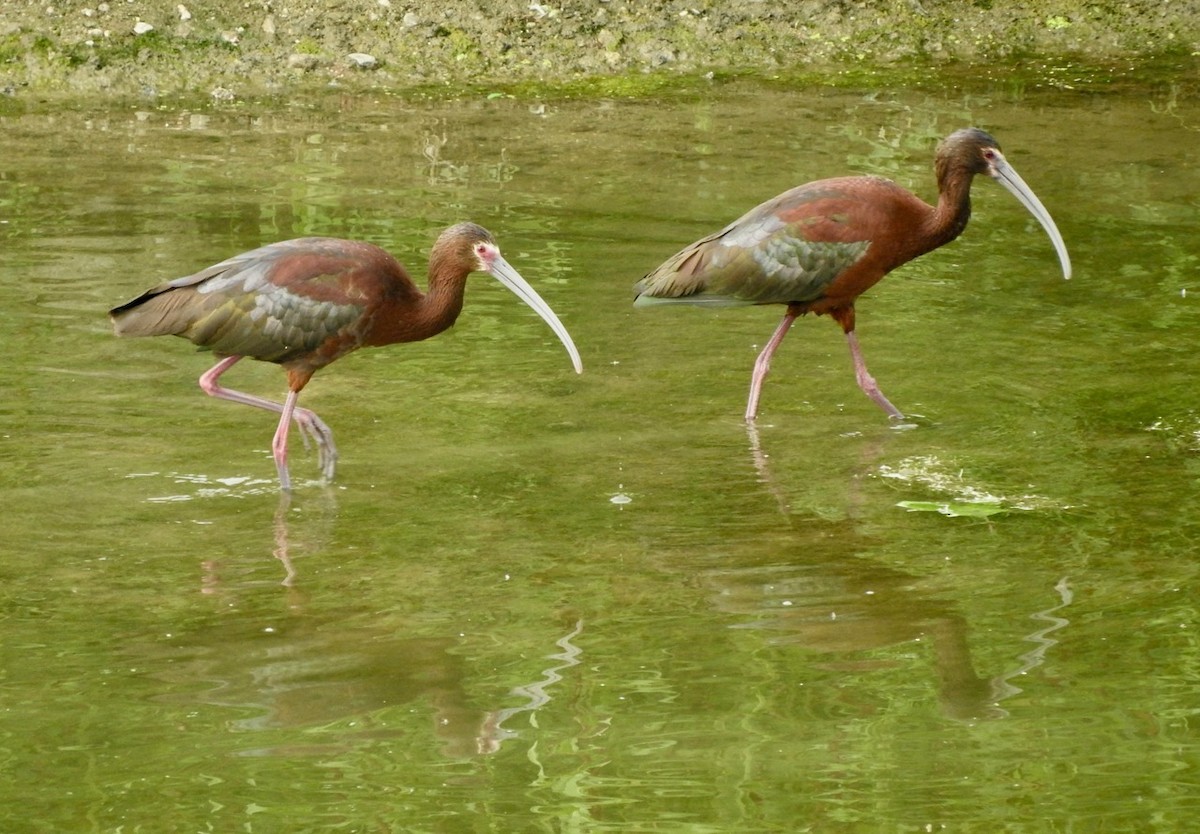 ibis americký - ML349141621