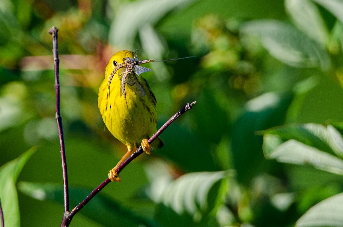 Yellow Warbler - Patrick LaClair
