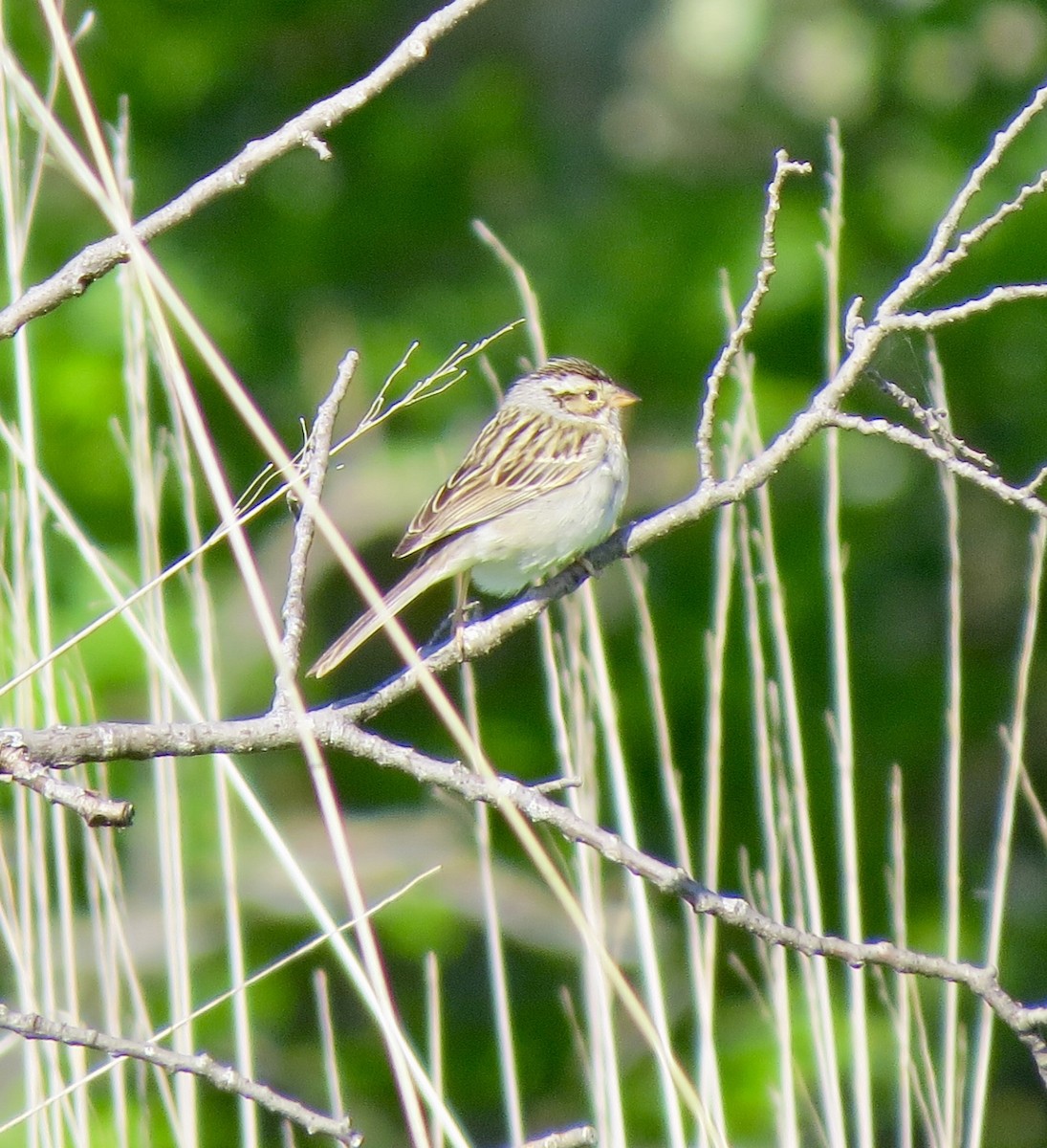 Clay-colored Sparrow - Lisa Owens