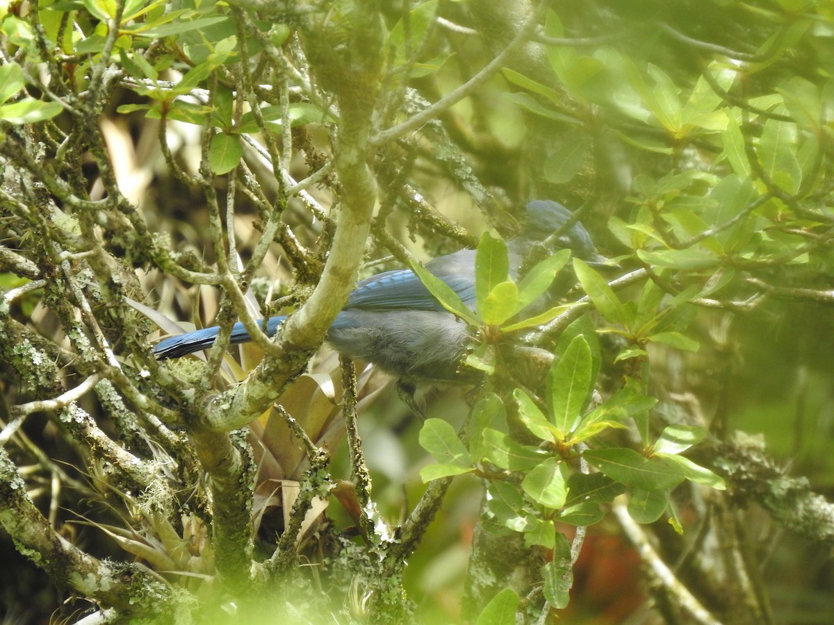 Steller's Jay - ML349142831