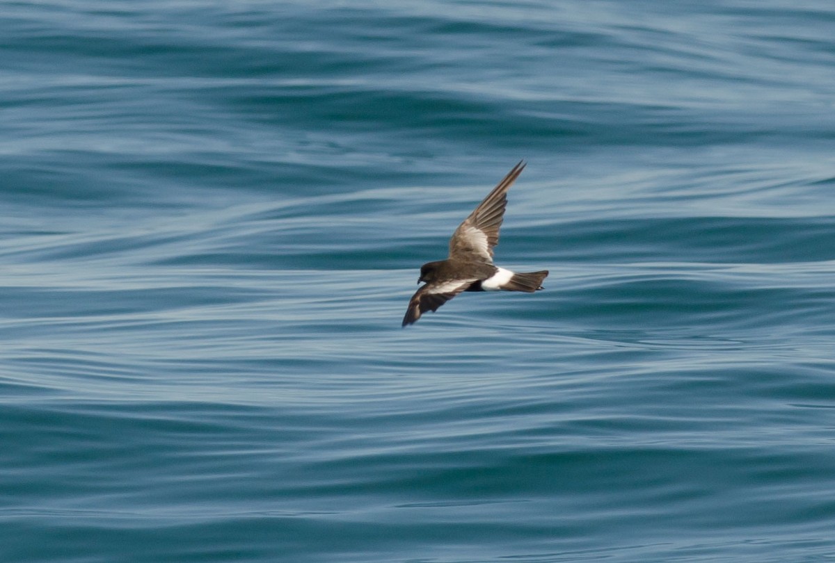 Wilson's Storm-Petrel - ML349143431