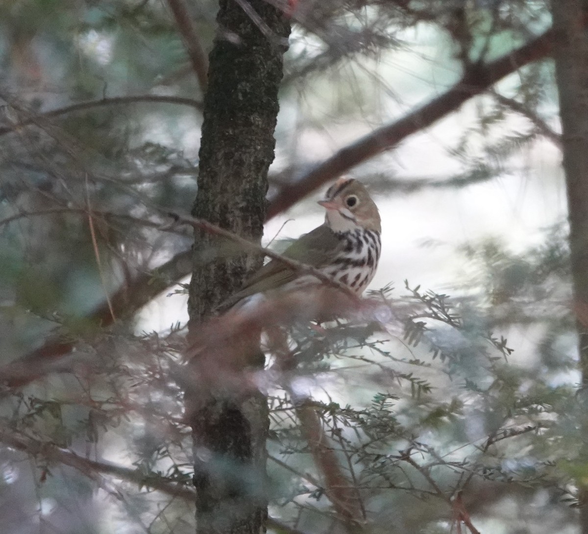 Ovenbird - Peter Gagarin