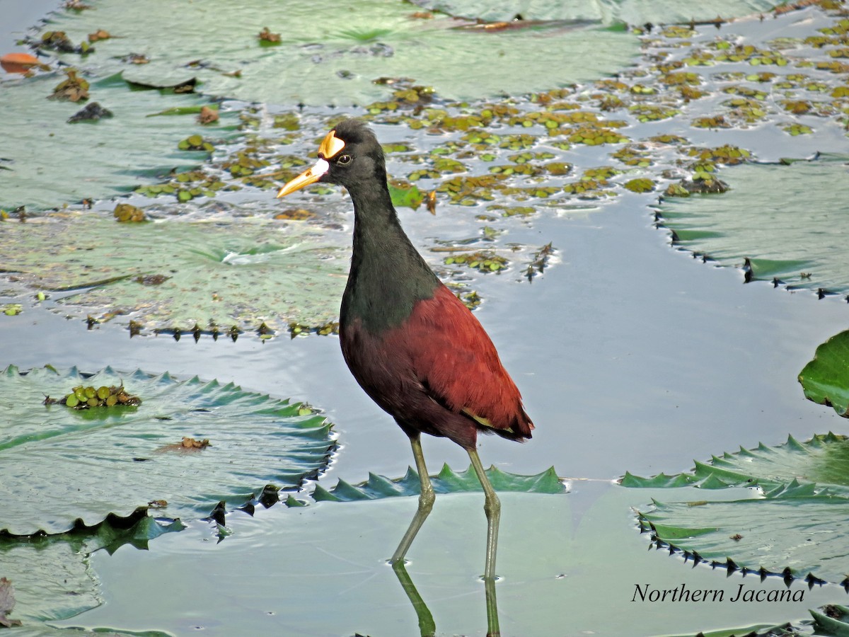 Northern Jacana - ML349145201