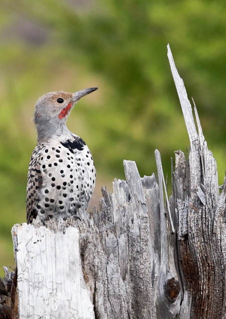 Northern Flicker - ML34914531