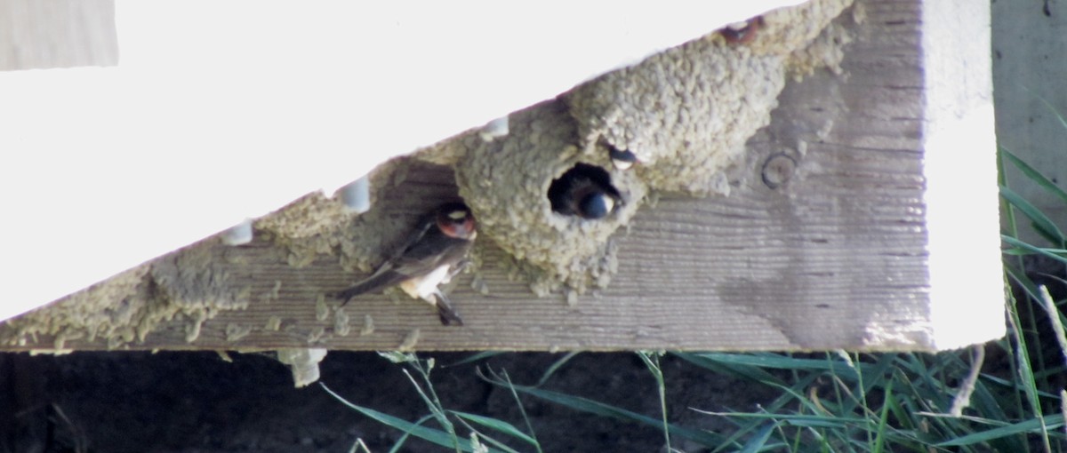 Cliff Swallow - ML349145631