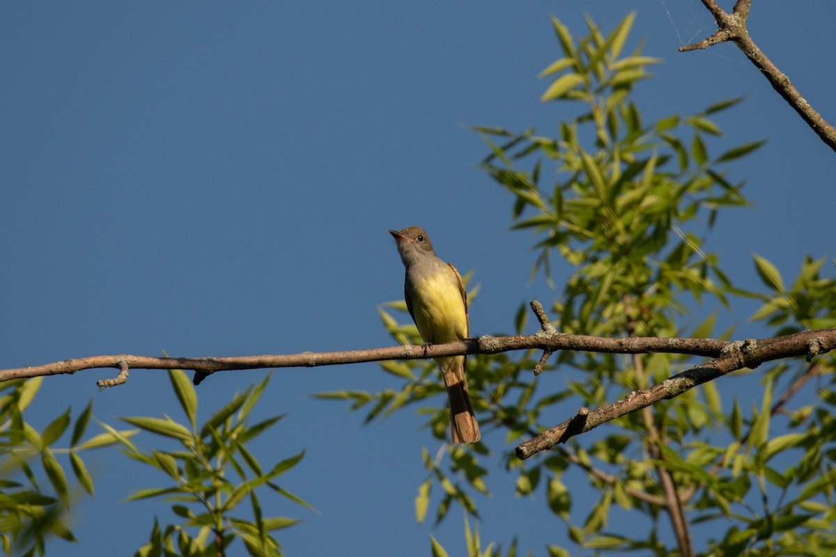 Great Crested Flycatcher - Fran Morel