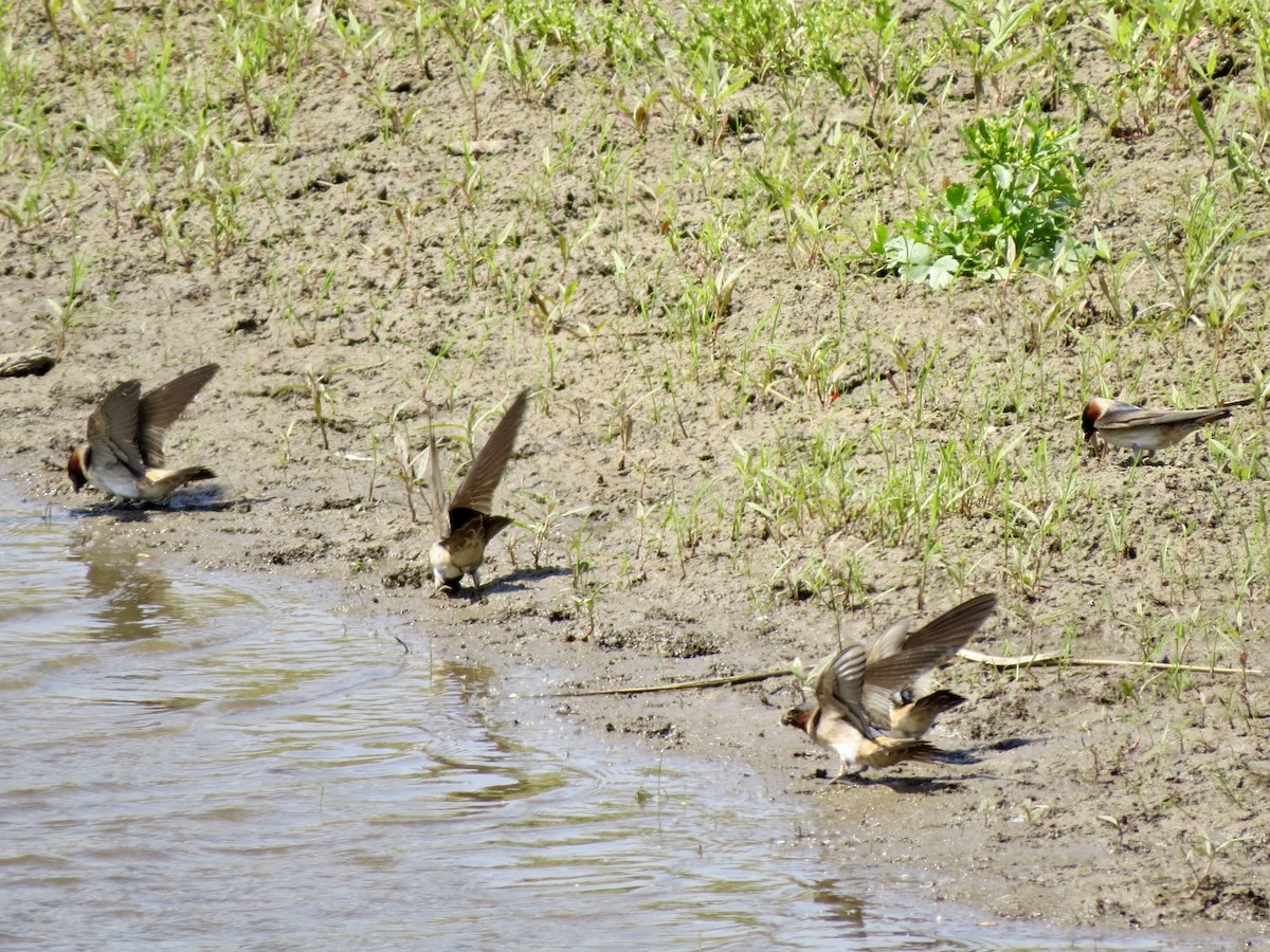 Cliff Swallow - ML349146581