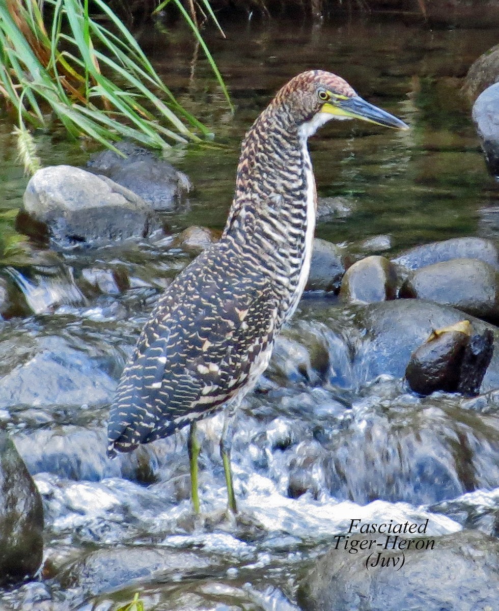 Fasciated Tiger-Heron - ML349146651