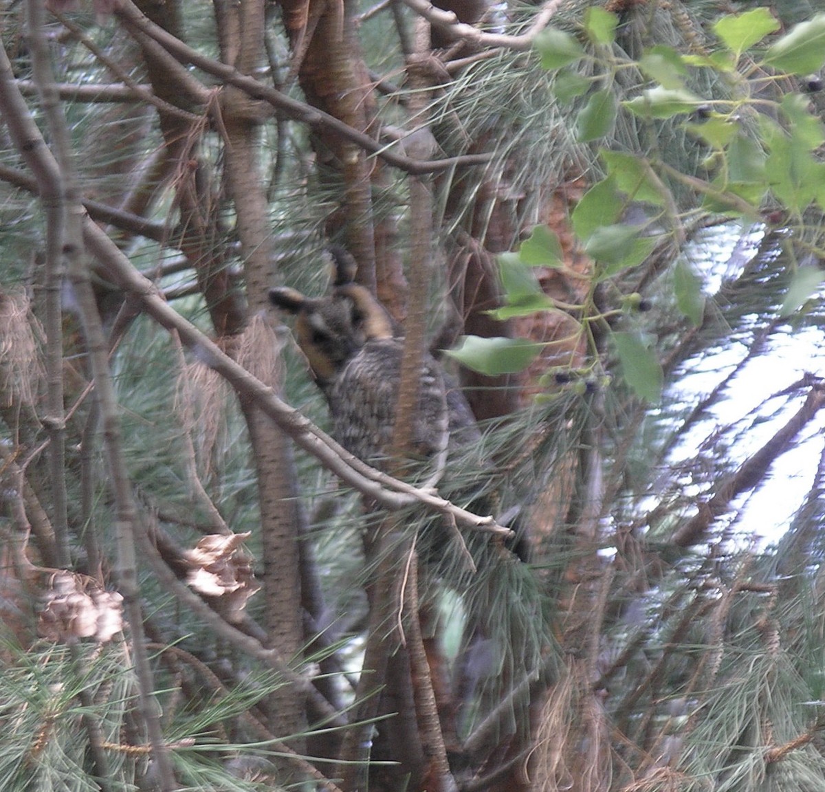 Long-eared Owl - ML349146881