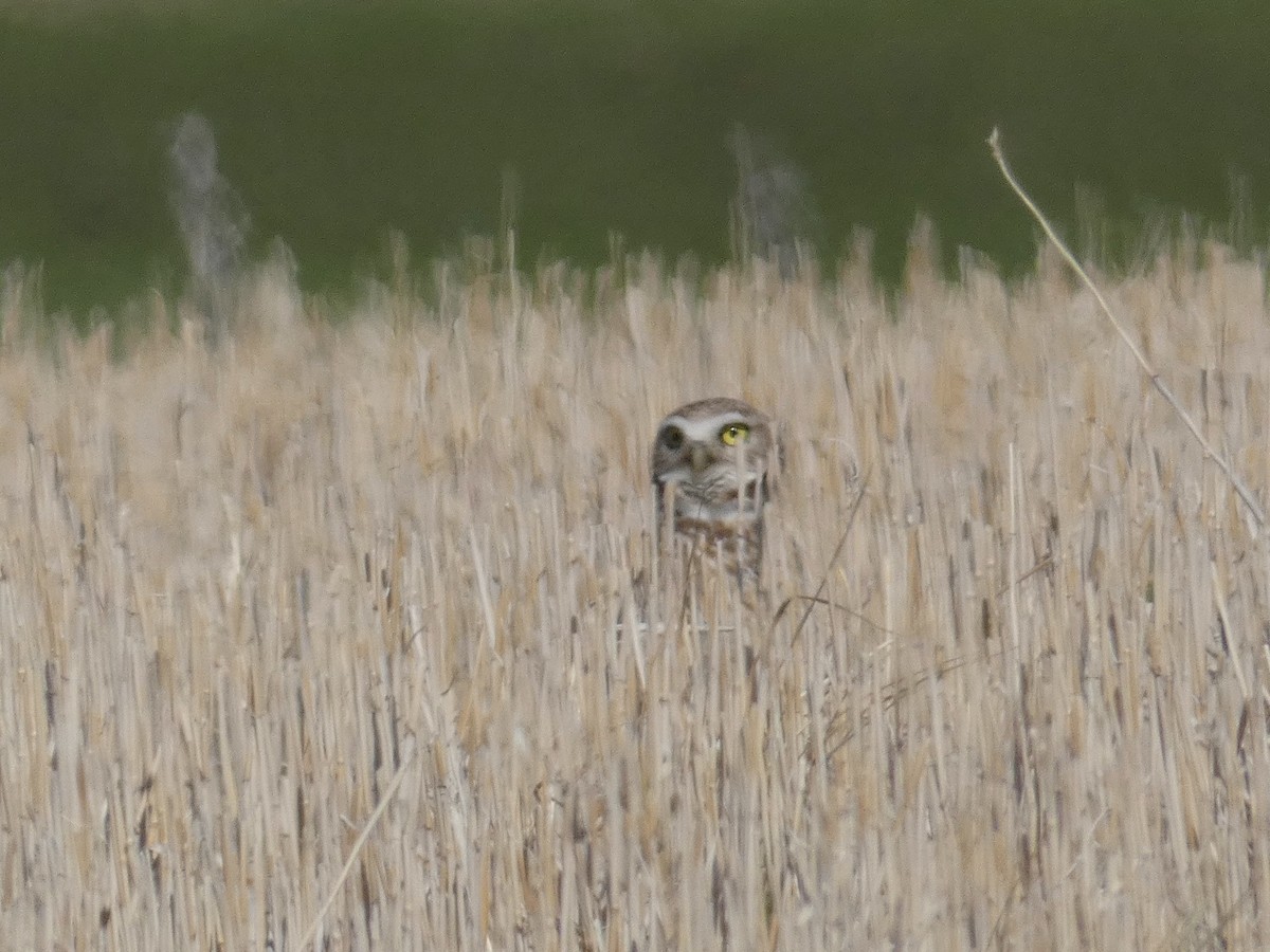 Burrowing Owl - ML349147561
