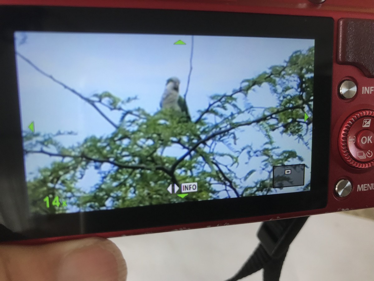 Monk Parakeet - ML349147581