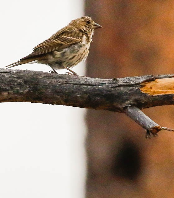 Cassin's Finch - ML34915021