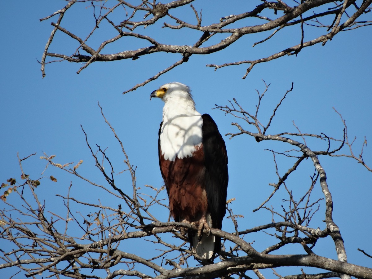 African Fish-Eagle - ML349152521