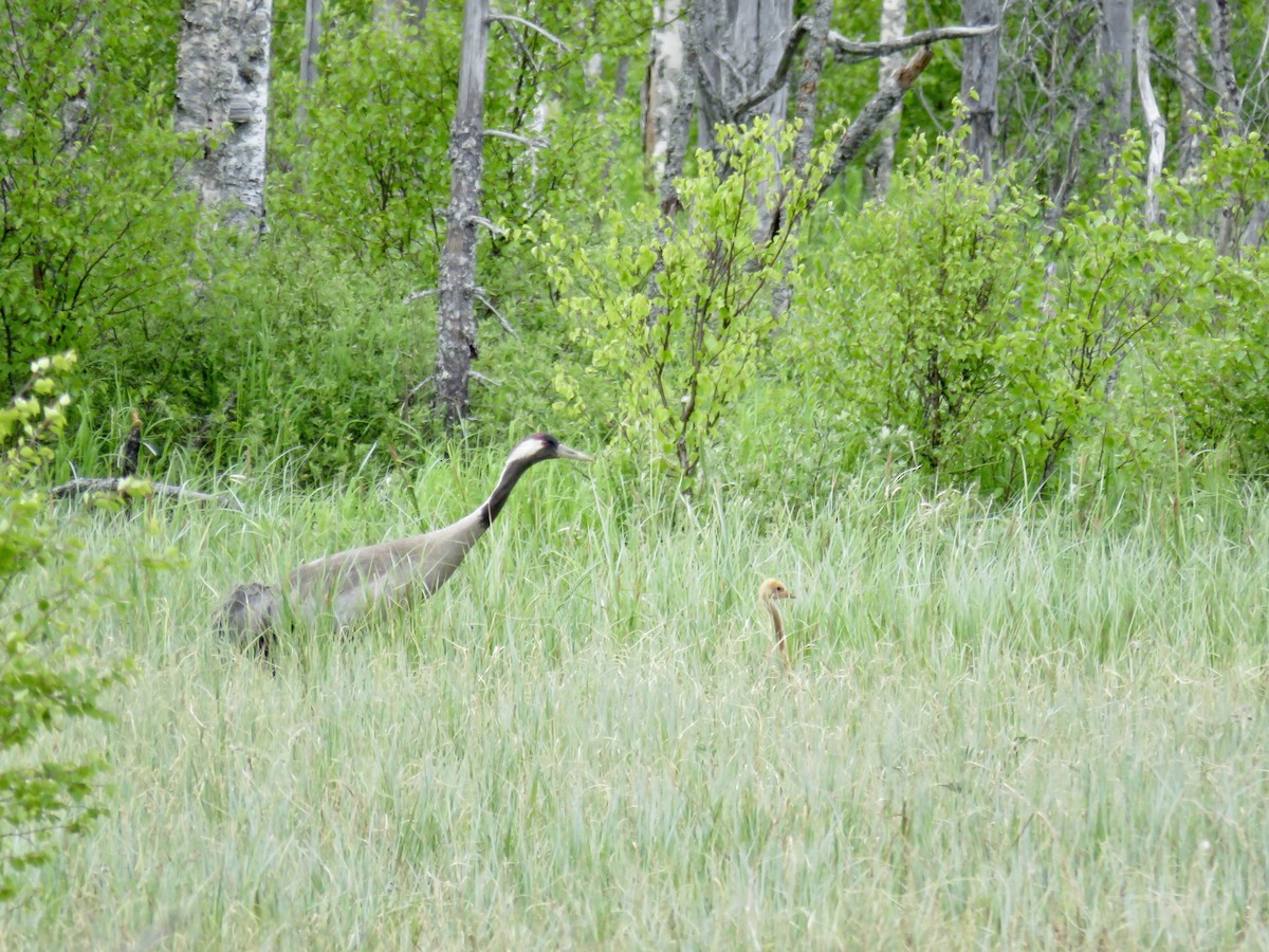 Common Crane - ML349154841