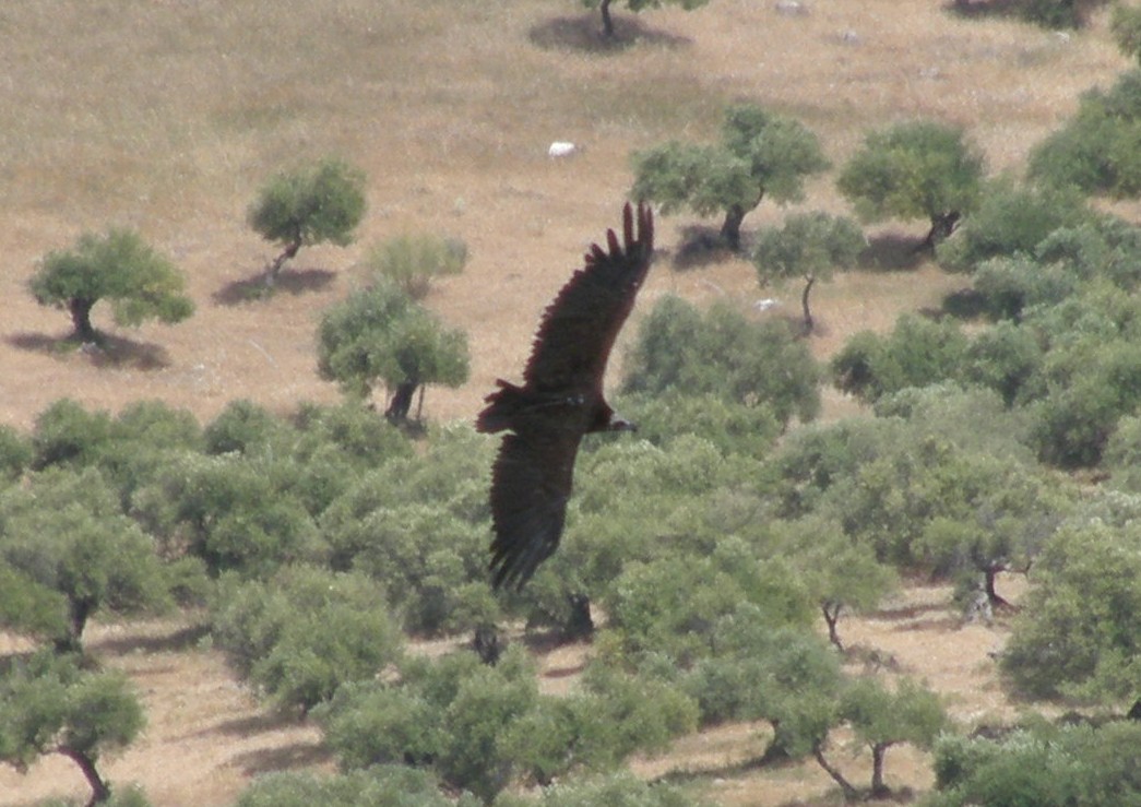 Cinereous Vulture - ML349155181