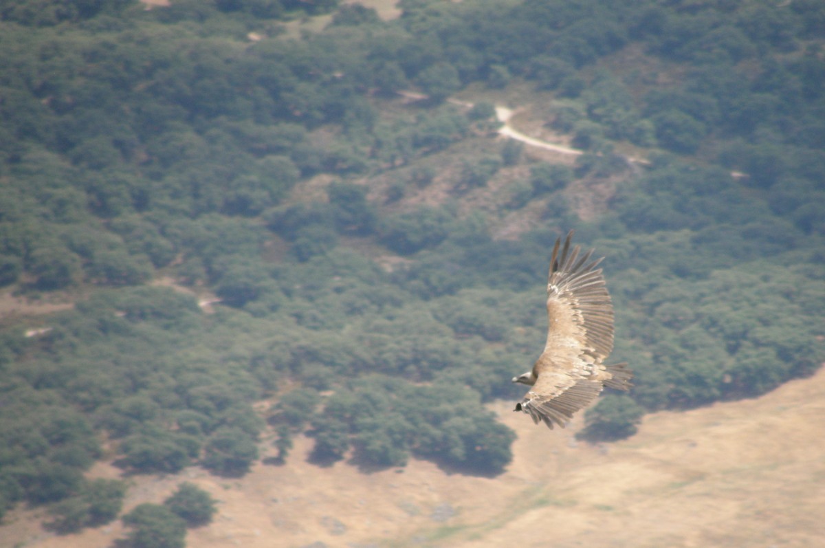 Eurasian Griffon - ML349155591