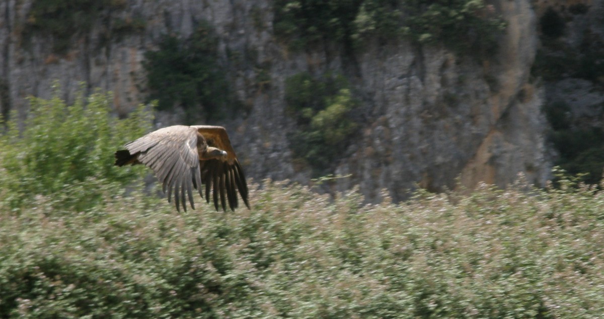 Eurasian Griffon - ML349155771