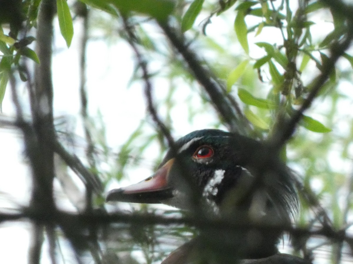 Wood Duck - Benjamin Douthwaite