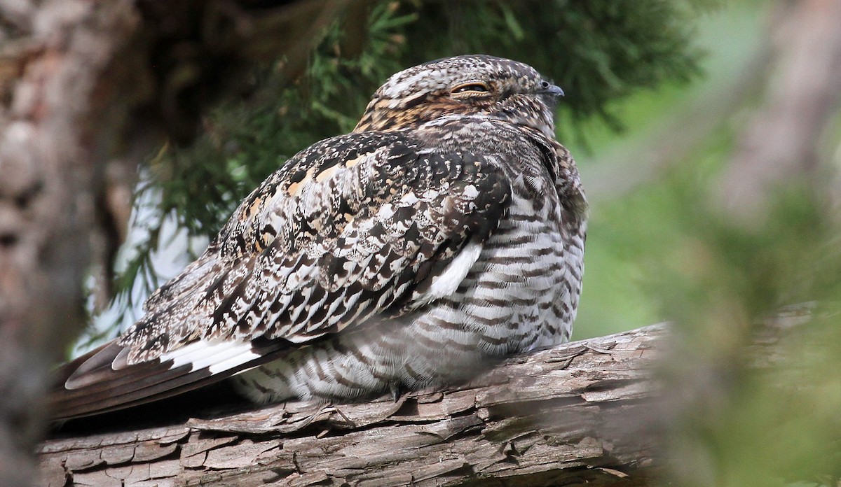 Common Nighthawk - ML349159801