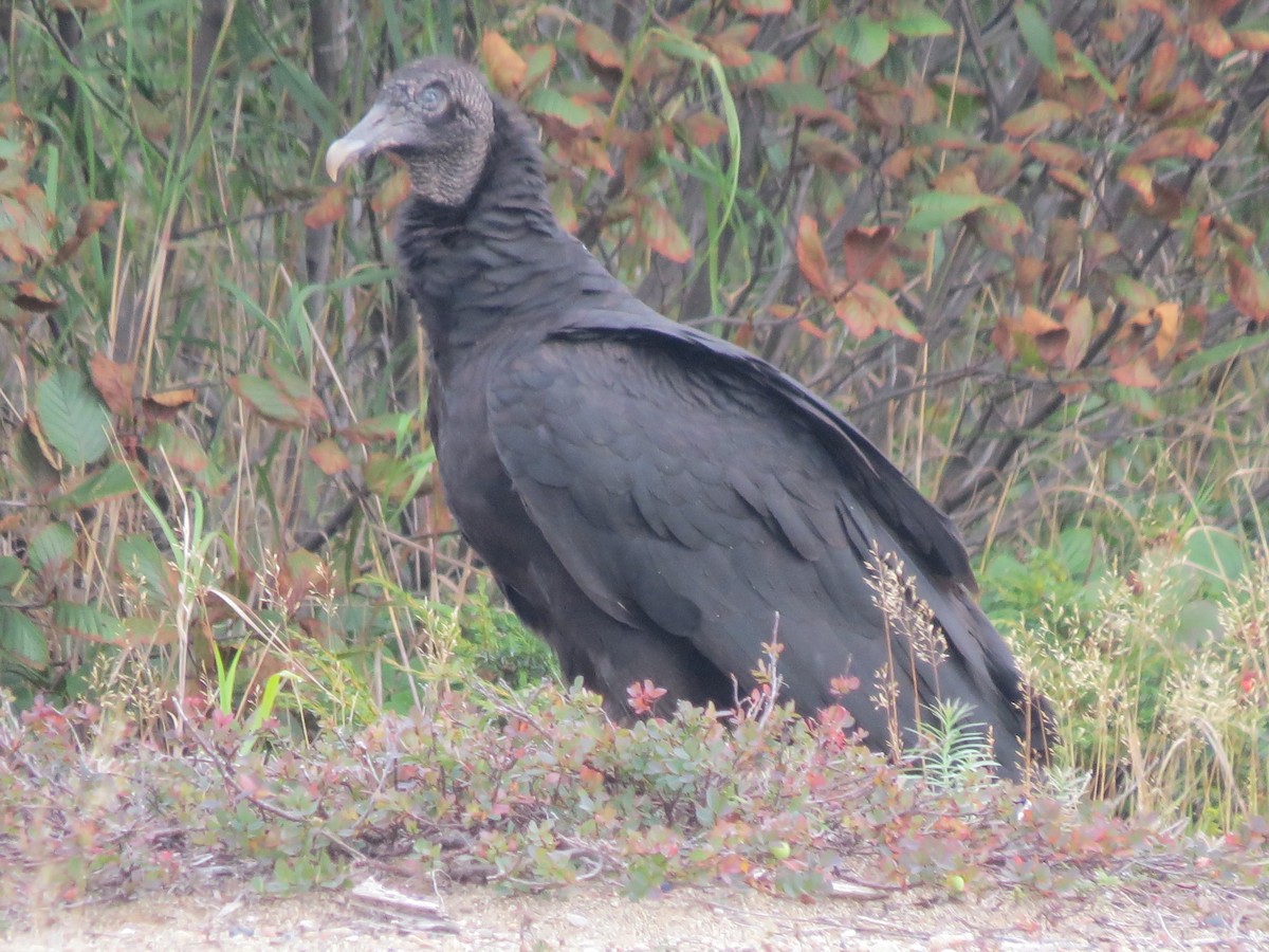 Black Vulture - Jean-Francois  Laporte