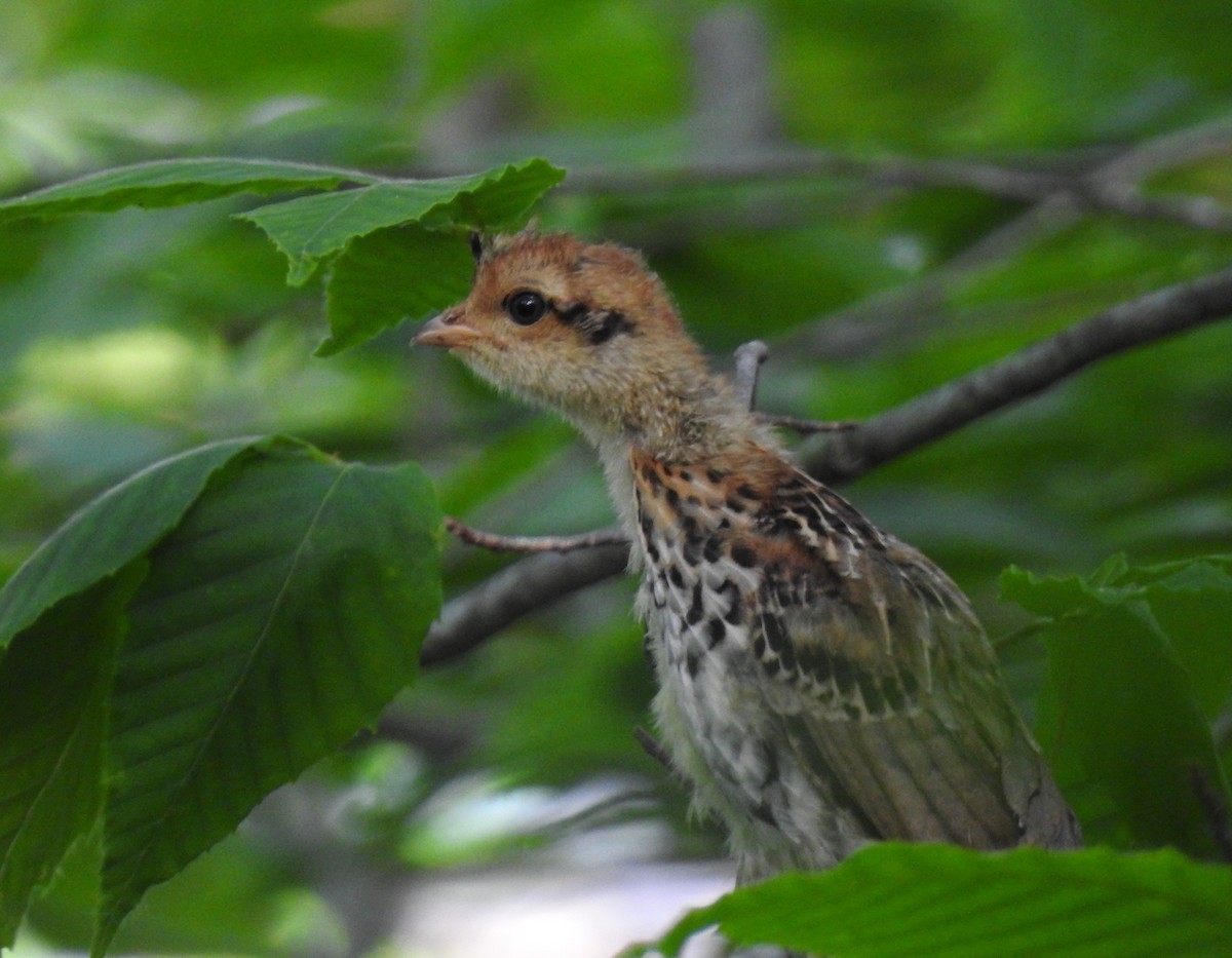 Ruffed Grouse - ML349163311