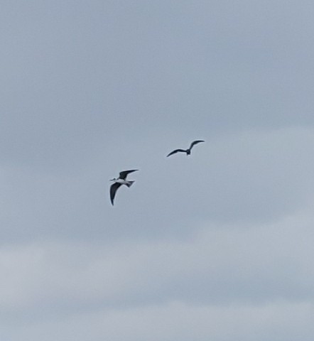 Black Tern - ML349167091