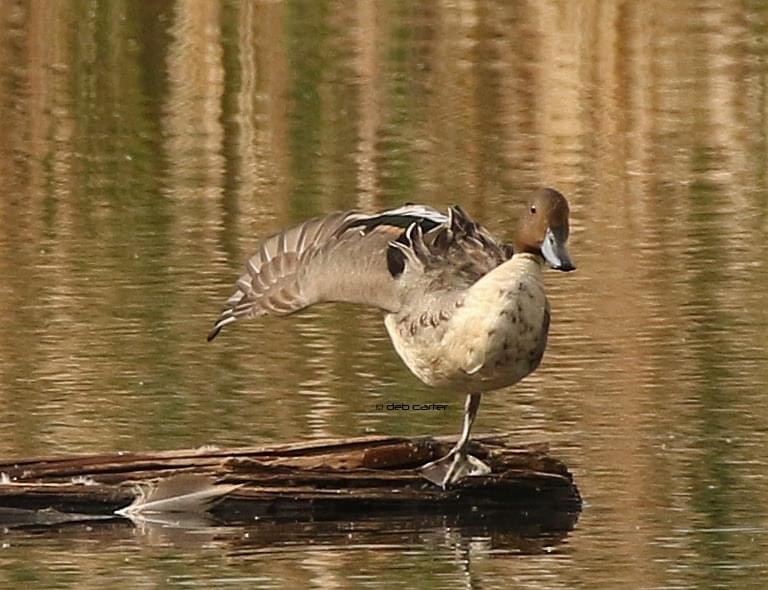 Northern Pintail - Deb Carter