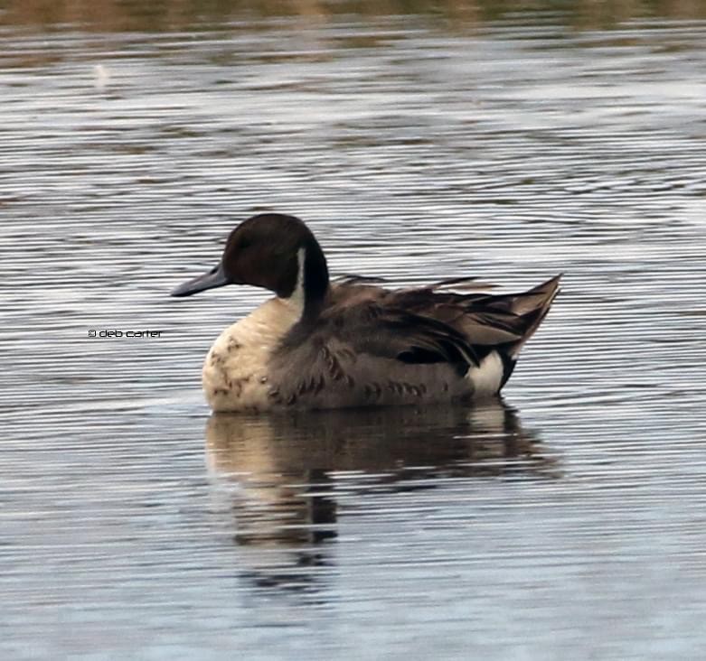 Northern Pintail - ML349168411