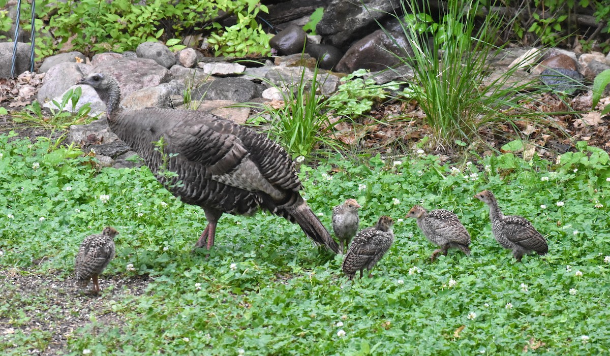 Wild Turkey - ML349170581