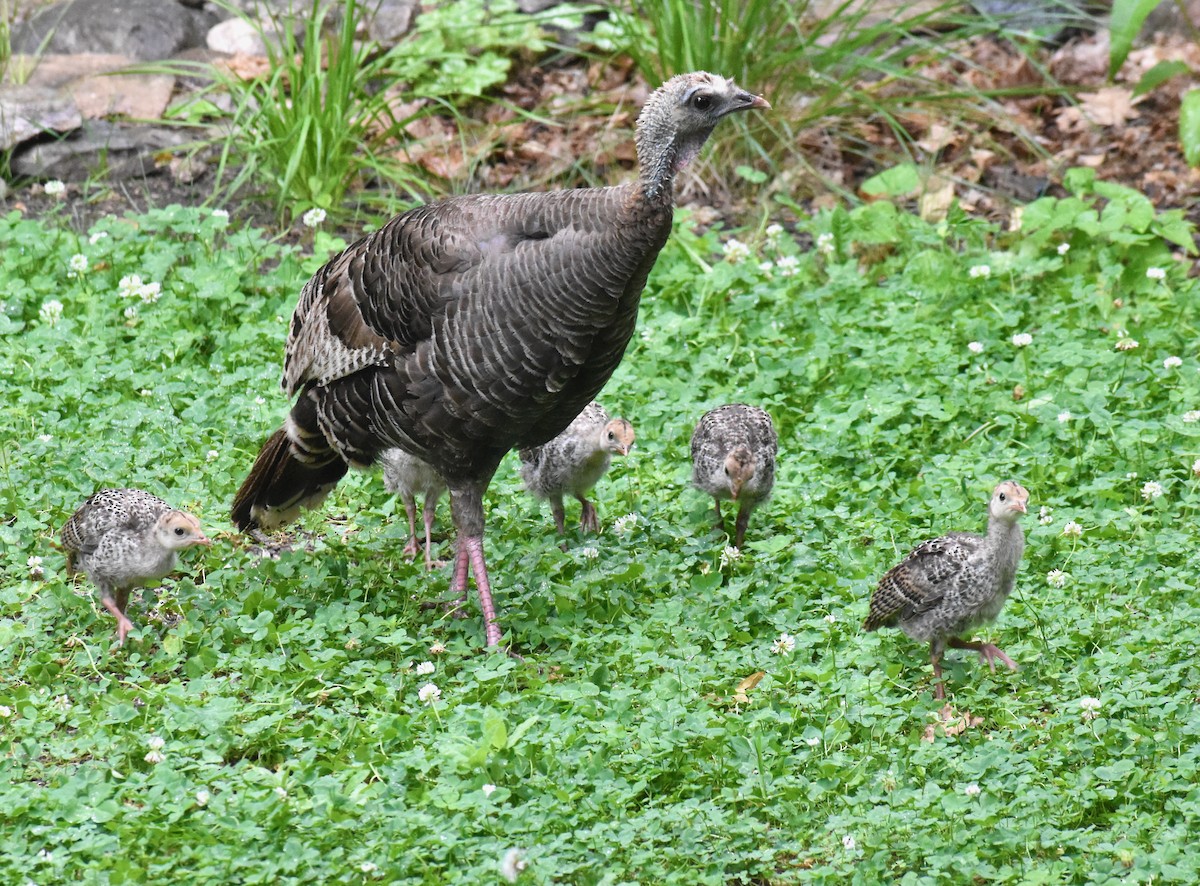 Wild Turkey - ML349170621