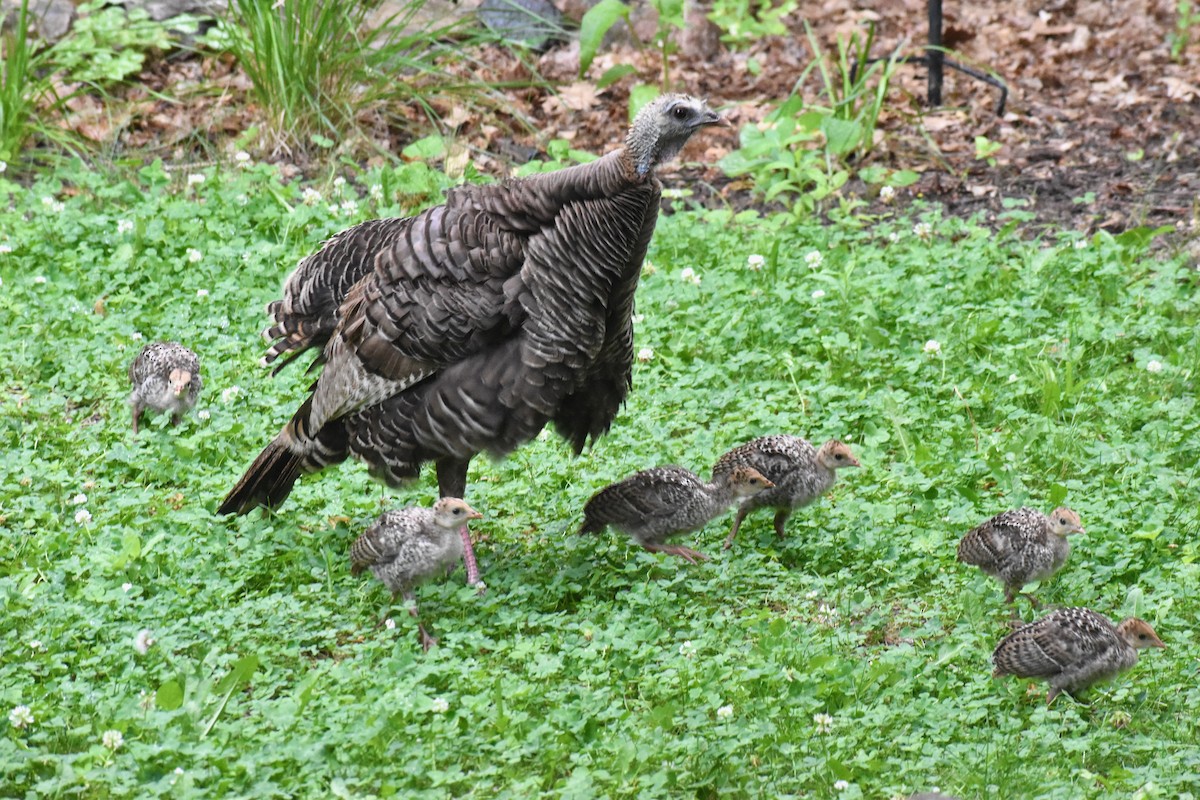 Wild Turkey - ML349170801