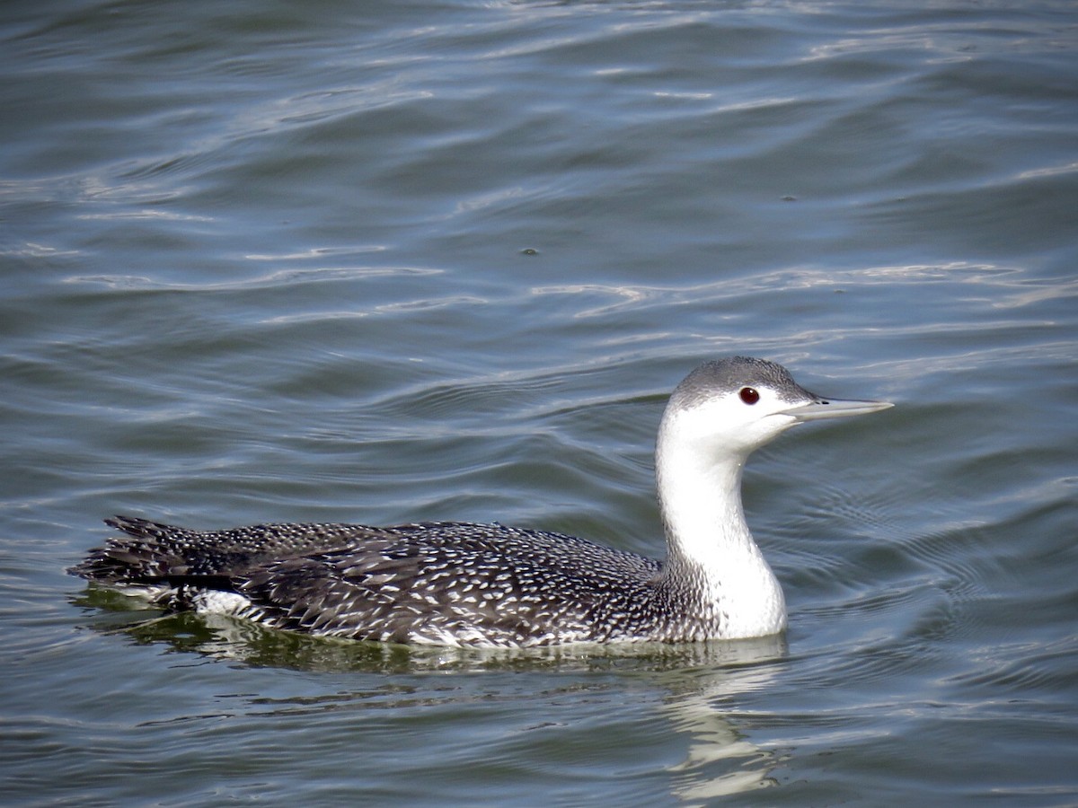 Red-throated Loon - ML349171931