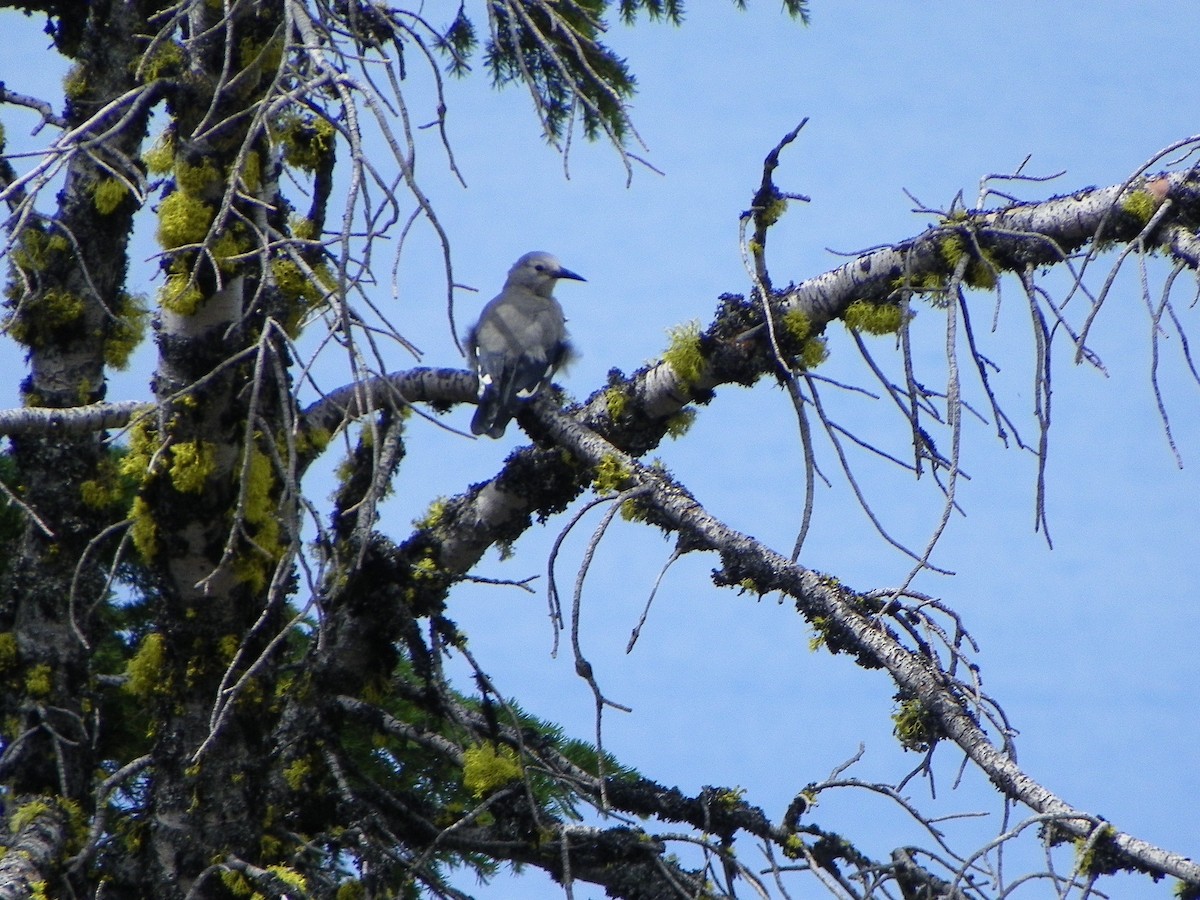 Clark's Nutcracker - ML349174241