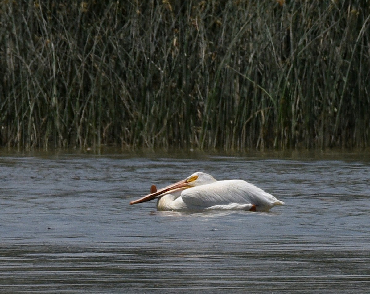 American White Pelican - ML349176671