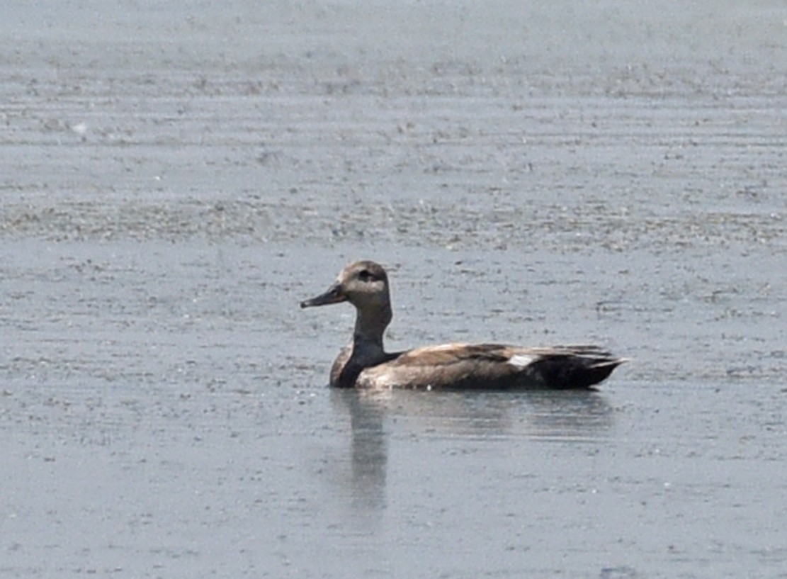 Gadwall - Steven Mlodinow