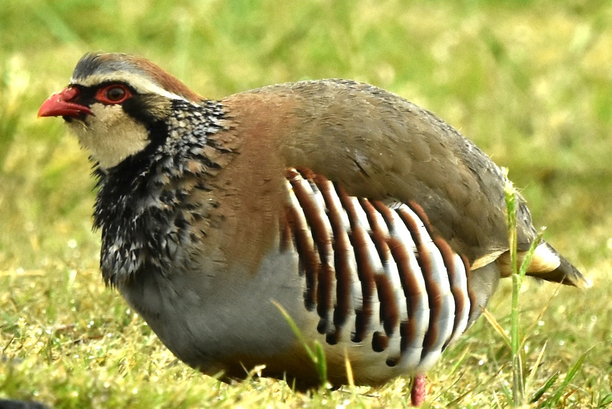 Red-legged Partridge - ML349177521