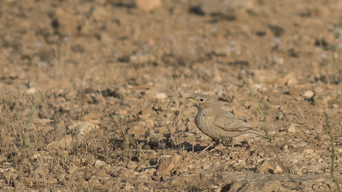 Desert Lark - ML349178741