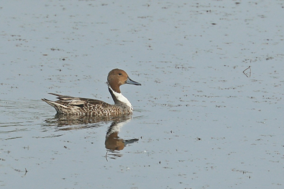 Northern Pintail - Leland Shaum