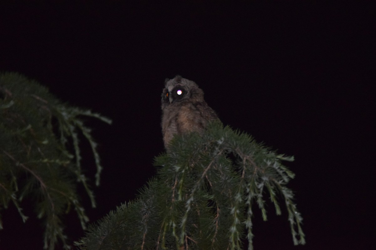 Long-eared Owl - ML349184181