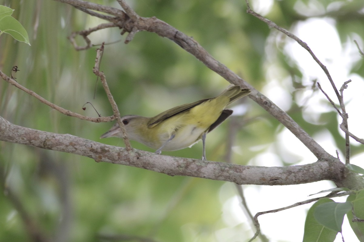Yellow-green Vireo - Noah Frade