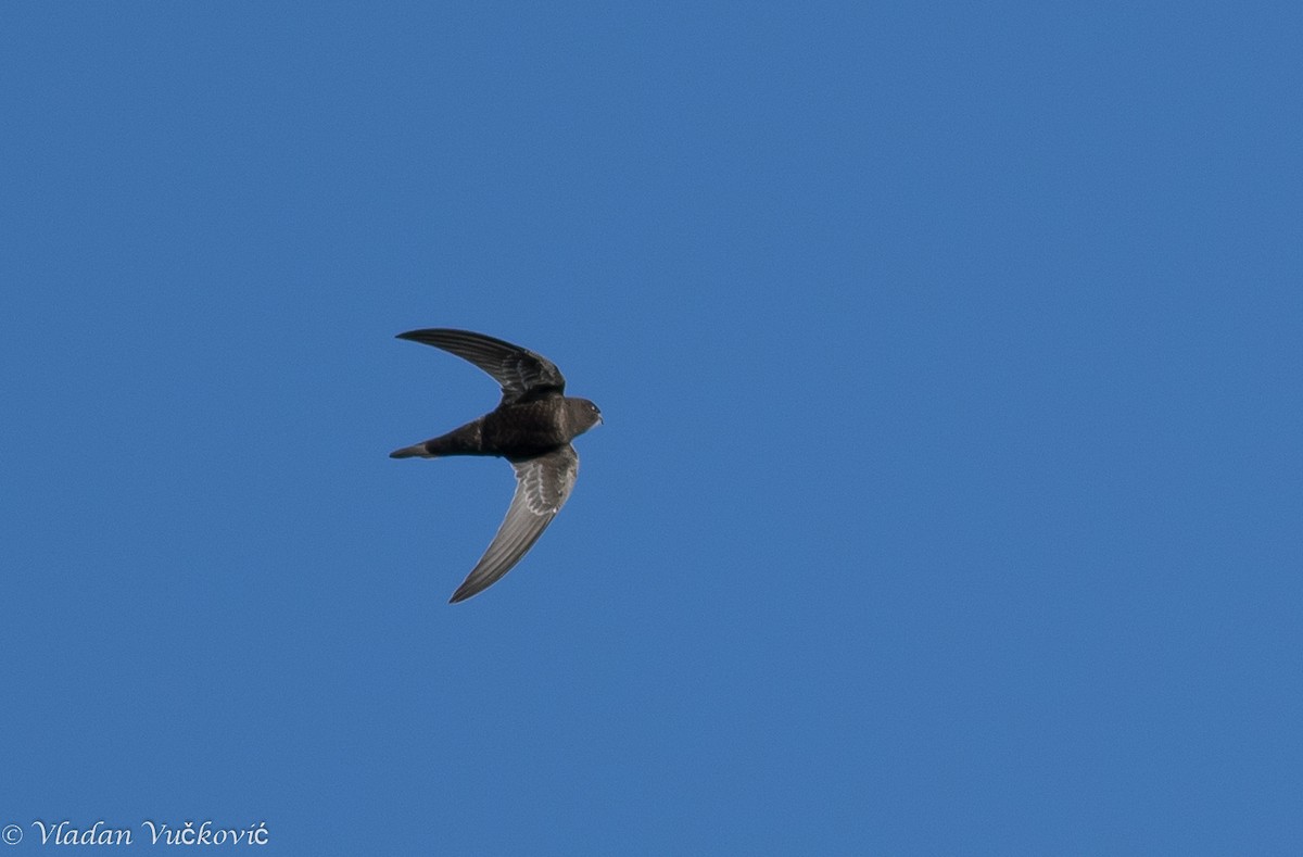 Common Swift - ML34918481