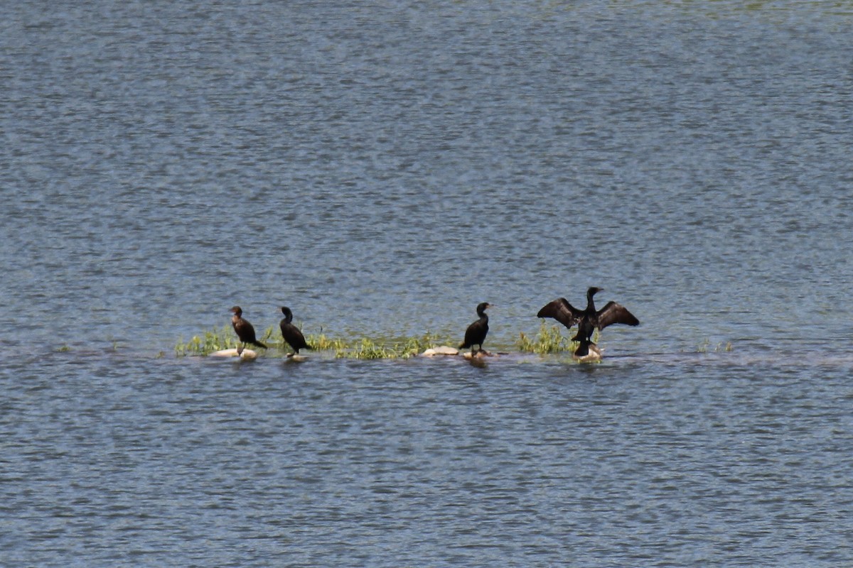 Cormoran à aigrettes - ML349185351