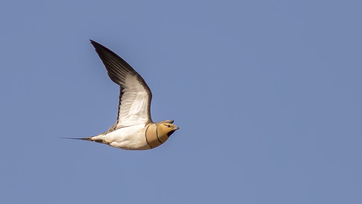 Pin-tailed Sandgrouse - Engin BIYIKOĞLU