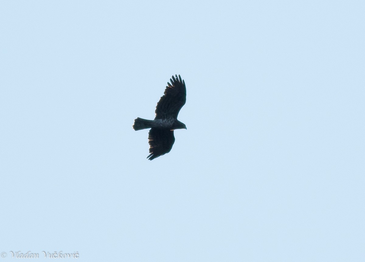 Short-toed Snake-Eagle - ML34918591