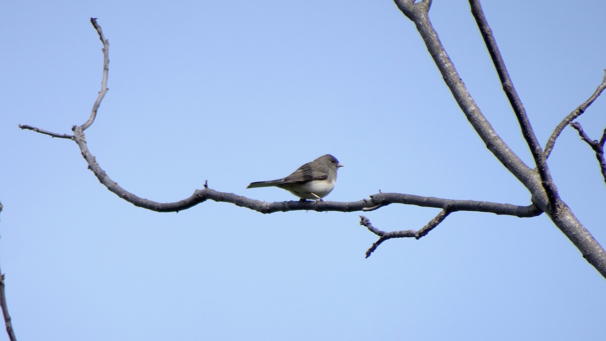 Junco ardoisé - ML349186071