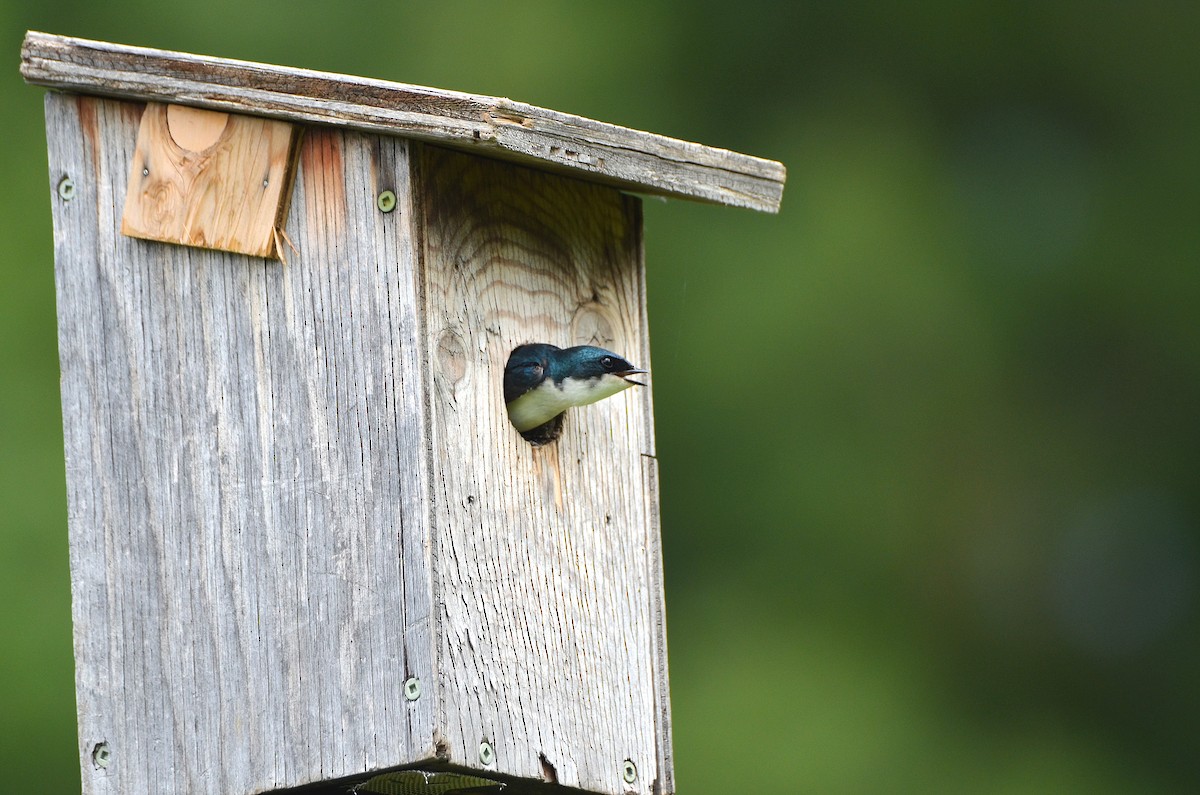 Tree Swallow - ML349186691